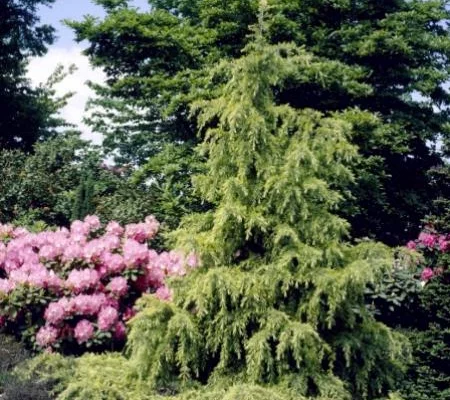 CEDRUS deodara 'Golden Horizon' - Cèdre de l'Himalaya