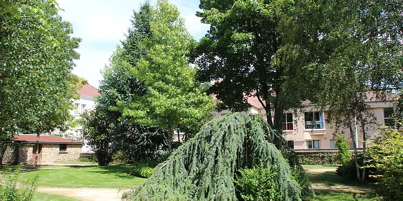 CEDRUS libani atlantica 'Pendula' - Cèdre de l'Atlas pleureur