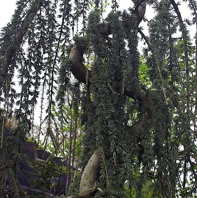 CEDRUS libani atlantica 'Pendula' - Cèdre de l'Atlas pleureur