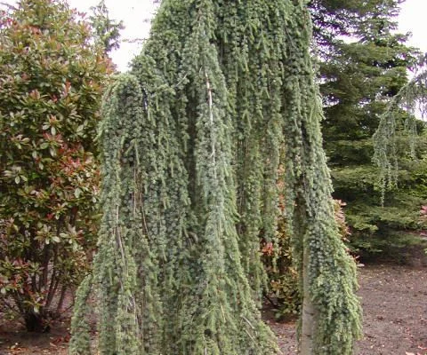 CEDRUS libani atlantica 'Pendula' - Cèdre de l'Atlas pleureur