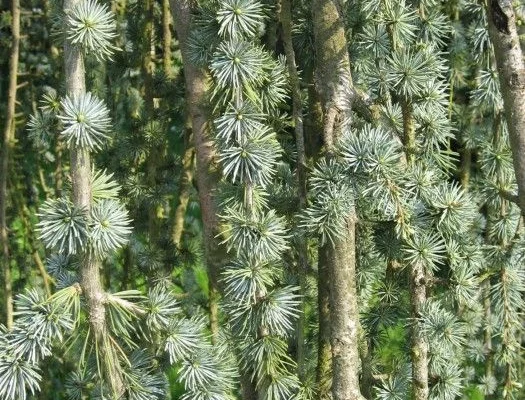 CEDRUS libani atlantica 'Pendula' - Cèdre de l'Atlas pleureur