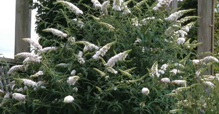 BUDDLEJA davidii 'White Profusion' - Arbre aux papillons