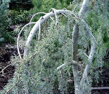 CEDRUS libani glauca - Cèdre bleu de l'Atlas pleureur