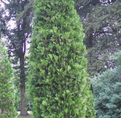 CALOCEDRUS decurens 'Pillar' - Calocèdre / Libocèdre