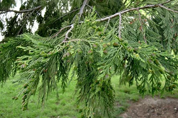 CALOCEDRUS decurens 'Pillar' - Calocèdre / Libocèdre