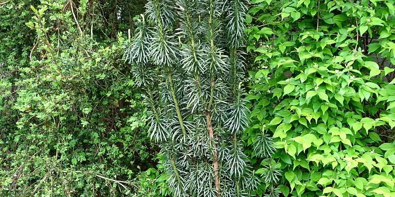 CEPHALOTAXUS harringtonia - Pin Japonais à queue de vache