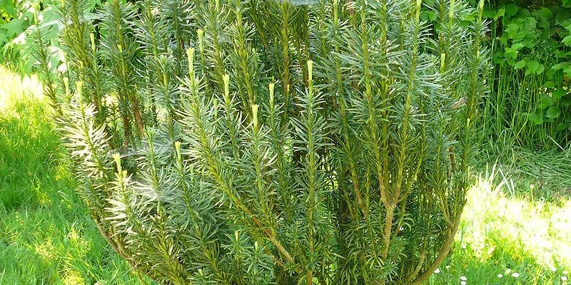 CEPHALOTAXUS harringtonia - Pin Japonais à queue de vache