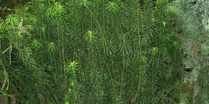 CEPHALOTAXUS harringtonia - Pin Japonais à queue de vache