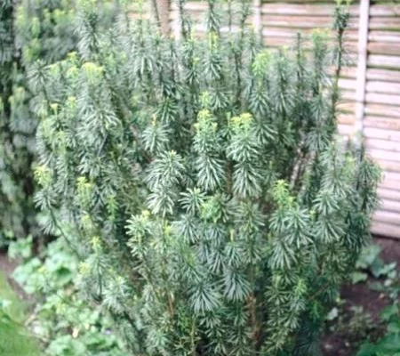 CEPHALOTAXUS harringtonia - Pin Japonais à queue de vache