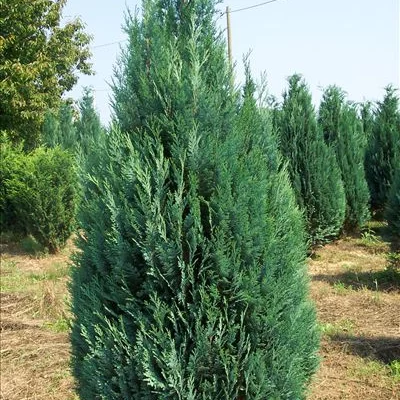 CHAMAECYPARIS lawsoniana 'Alumii' - Cyprès bleu de Lawson