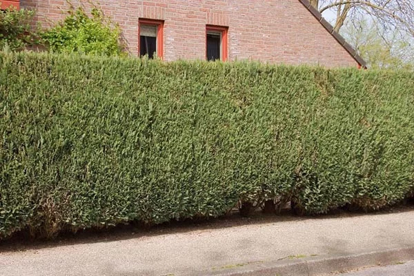 CHAMAECYPARIS lawsoniana 'Alumii' - Cyprès bleu de Lawson