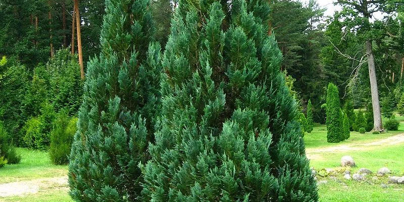 CHAMAECYPARIS lawsoniana 'Columnaris' - Faux Cyprès bleu