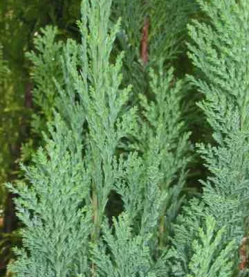 CHAMAECYPARIS lawsoniana 'Columnaris' - Faux Cyprès bleu