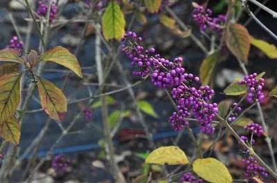 CALLICARPA bodinieri 'Profusion' - Arbre aux bonbons