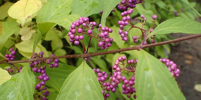 CALLICARPA bodinieri 'Profusion' - Arbre aux bonbons