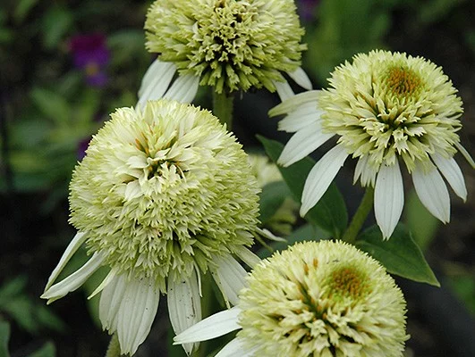 ECHINACEA purpurea 'Coconut Lime' ®