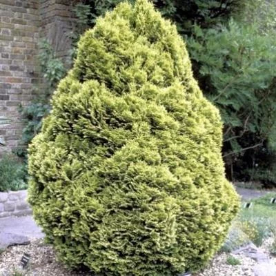 CHAMAECYPARIS lawsoniana 'Minima Aurea' - Cyprès de Lawson doré nain