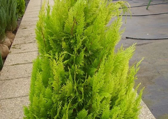 CHAMAECYPARIS lawsoniana 'Stardust' - Cyprès de Lawson 'Stardust'