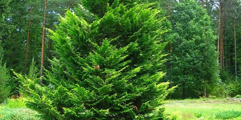 CHAMAECYPARIS lawsoniana 'Stewartii' - Faux Cyprès de Lawson 'Stewartii'