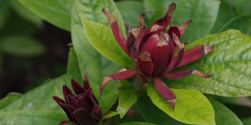 CALYCANTHUS floridus - Arbres aux anémones