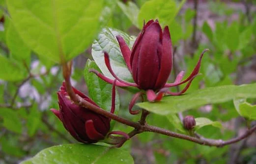 CALYCANTHUS floridus - Arbres aux anémones