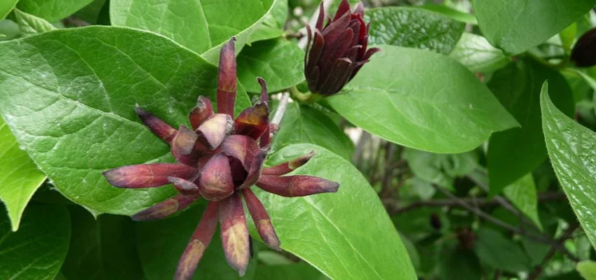 CALYCANTHUS floridus - Arbres aux anémones