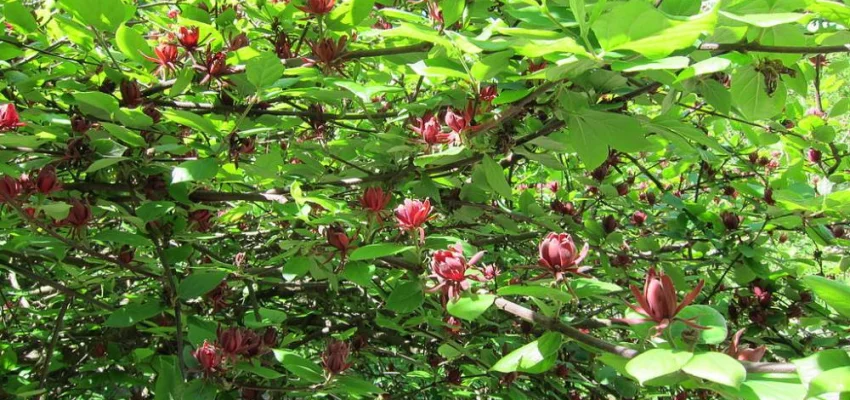 CALYCANTHUS floridus - Arbres aux anémones