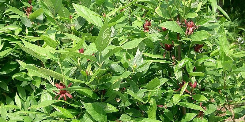 CALYCANTHUS floridus - Arbres aux anémones