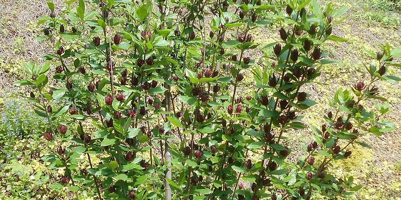 CALYCANTHUS floridus - Arbres aux anémones