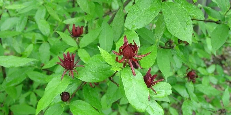 CALYCANTHUS floridus - Arbres aux anémones