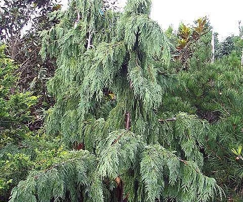 CHAMAECYPARIS nootkatensis 'Pendula' - Faux Cyprès de Nootka pleureur