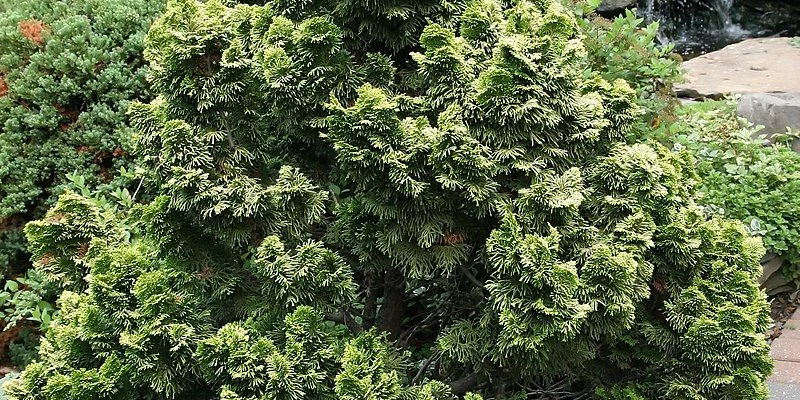 CHAMAECYPARIS obtusa 'Nana Aurea' - Cyprès d'Hinoki