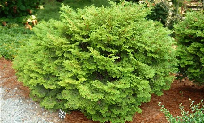 CHAMAECYPARIS obtusa 'Pygmea' - Cyprès d'Hinoki du Japon 'Pygmea'