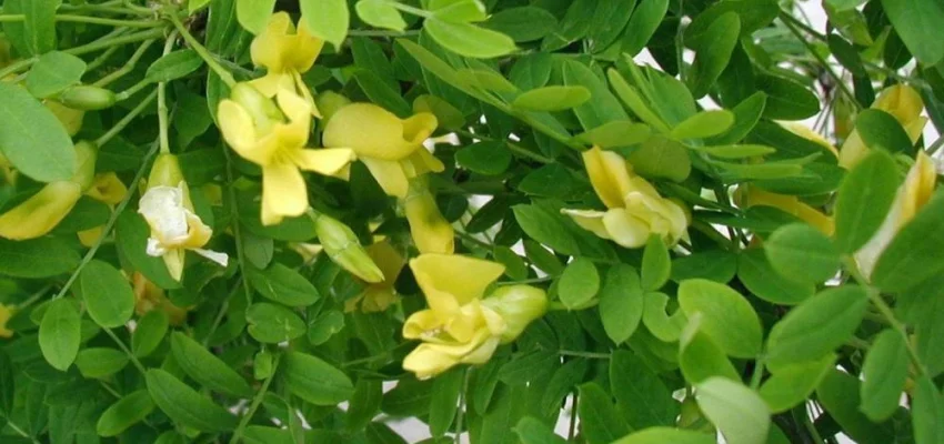 CARAGANA arborescens - Acacia jaune, Caraganier de Sibérie