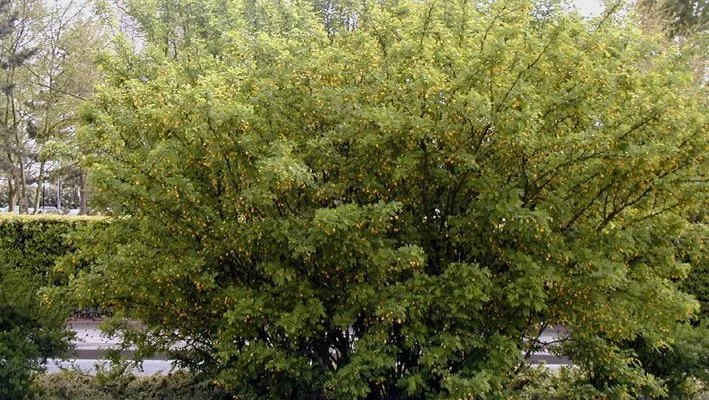 CARAGANA arborescens - Acacia jaune, Caraganier de Sibérie