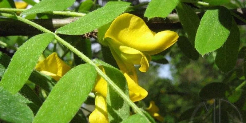 CARAGANA arborescens - Acacia jaune, Caraganier de Sibérie