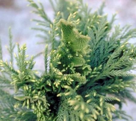 CRYPTOMERIA japonica 'Cristata' - Cèdre du Japon 'Cristata'