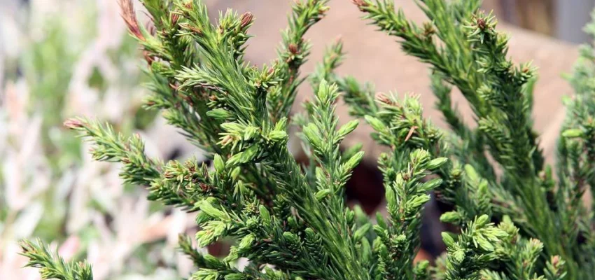 CRYPTOMERIA japonica 'Elegans' - Cèdre du Japon 'Elegans'