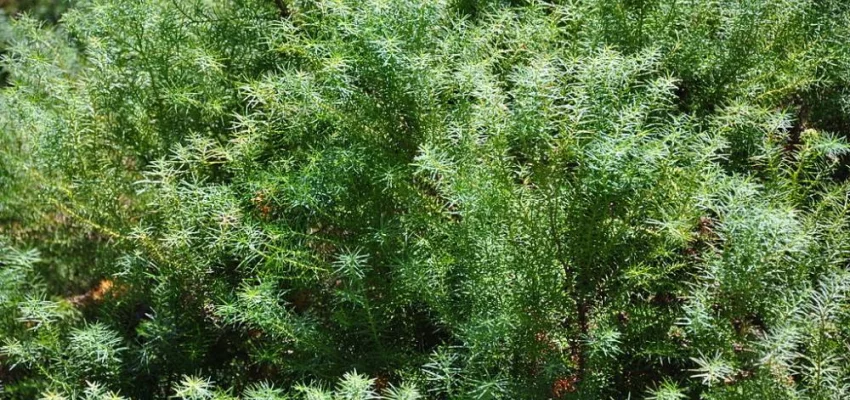 CRYPTOMERIA japonica 'Elegans' - Cèdre du Japon 'Elegans'