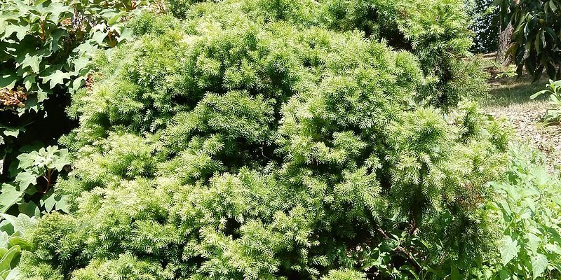 CRYPTOMERIA japonica 'Elegans' - Cèdre du Japon 'Elegans'