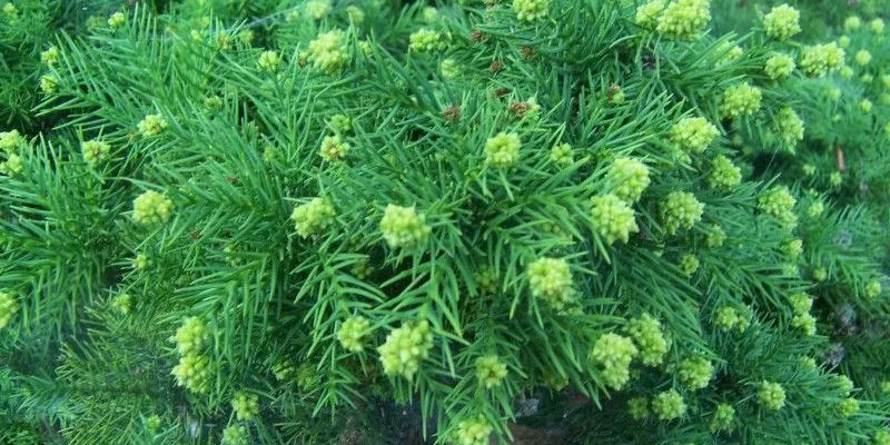 CRYPTOMERIA japonica 'Elegans' - Cèdre du Japon 'Elegans'