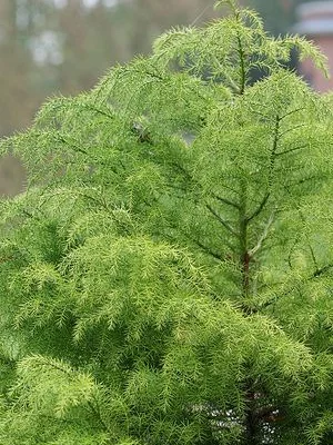 CRYPTOMERIA japonica 'Elegans Viridis' - Cèdre du Japon 'Elegans Viridis'