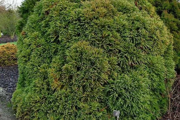 CRYPTOMERIA japonica 'Globosa Nana' - Cèdre du Japon 'Globosa Nana'