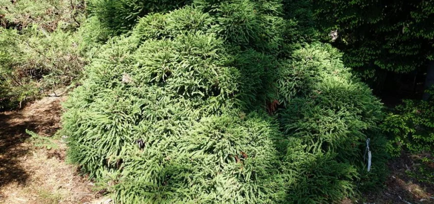 CRYPTOMERIA japonica 'Globosa Nana' - Cèdre du Japon 'Globosa Nana'