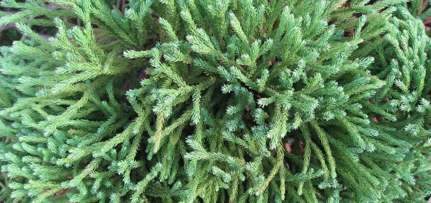 CRYPTOMERIA japonica 'Globosa Nana' - Cèdre du Japon 'Globosa Nana'