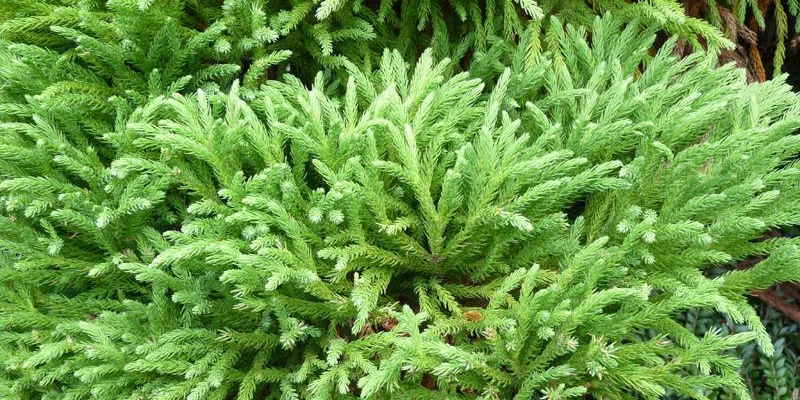 CRYPTOMERIA japonica 'Globosa Nana' - Cèdre du Japon 'Globosa Nana'