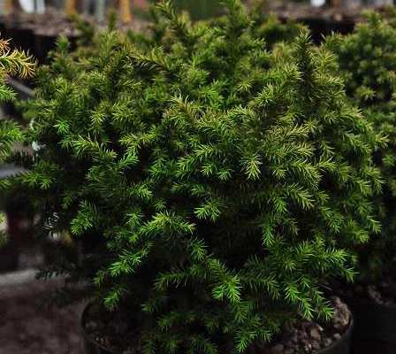 CRYPTOMERIA japonica 'Vilmoriana' - Cèdre Du Japon 'Vilmoriana'