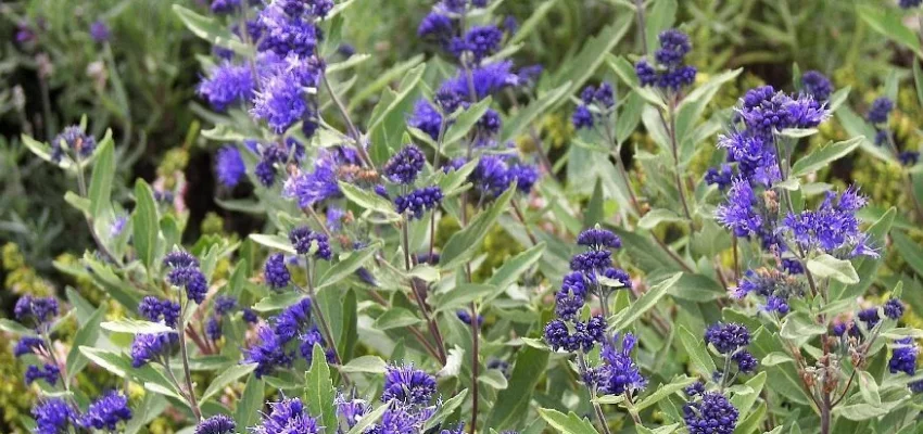 CARYOPTERIS clandonensis 'Kew Blue' - Spirée bleue