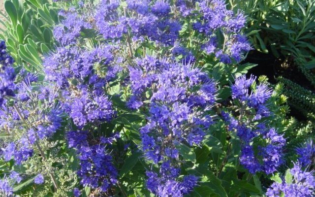 CARYOPTERIS clandonensis 'Kew Blue' - Spirée bleue