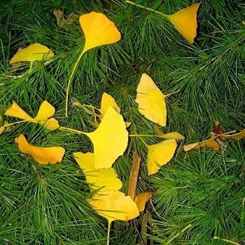 GINKGO biloba - Arbre aux quarante écus